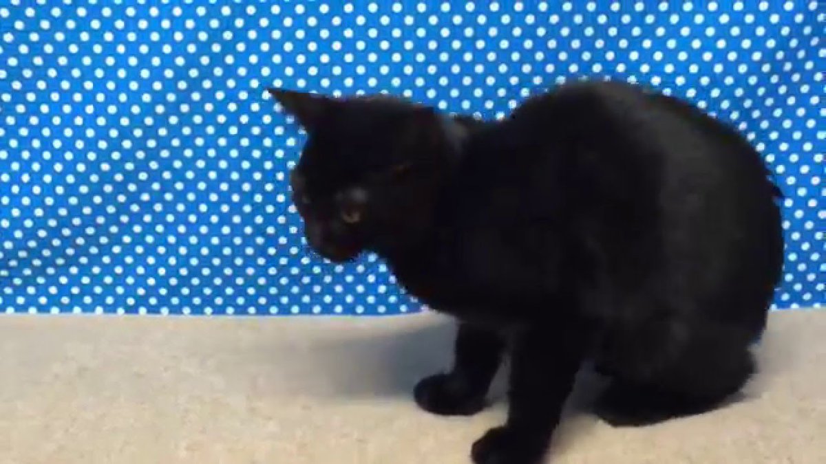 MeowMoeDotCom's tweet photo. 33905ボンベイ♂-1
https://t.co/8KaTI6MdYe
#AnimalFimlGenre #BombayAnimalBreed #CatAnimal #Neko #YouTubeCapture #ボンベイ https://t.co/PscusLOiut