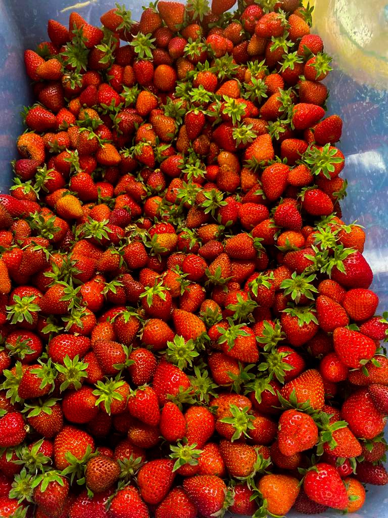 Germin8Rwanda's tweet photo. Happy Mother's Day to all great Moms! Send us now we deliver her a box of fresh, sweet and GMO-Free strawberries grown in #Rwanda. 0788211264 #Germin8 https://t.co/yrh2qFybsM