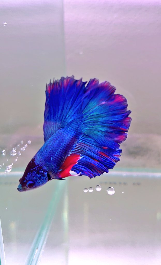 tryqoiejp's tweet photo. メイン水槽は水草好調だけど、エビが2匹お亡くなりになっていました。
レイアウトが複雑だからなぁ。
サブは流木どけたらなんだか分からん水槽に。底床変えたのはあんまりよくなかったみたい。
で、今日ベタ買わされました。ベタはやらないって決めてたはずなのに、子供は綺麗な魚好きね。 https://t.co/yvh5PnPwBQ