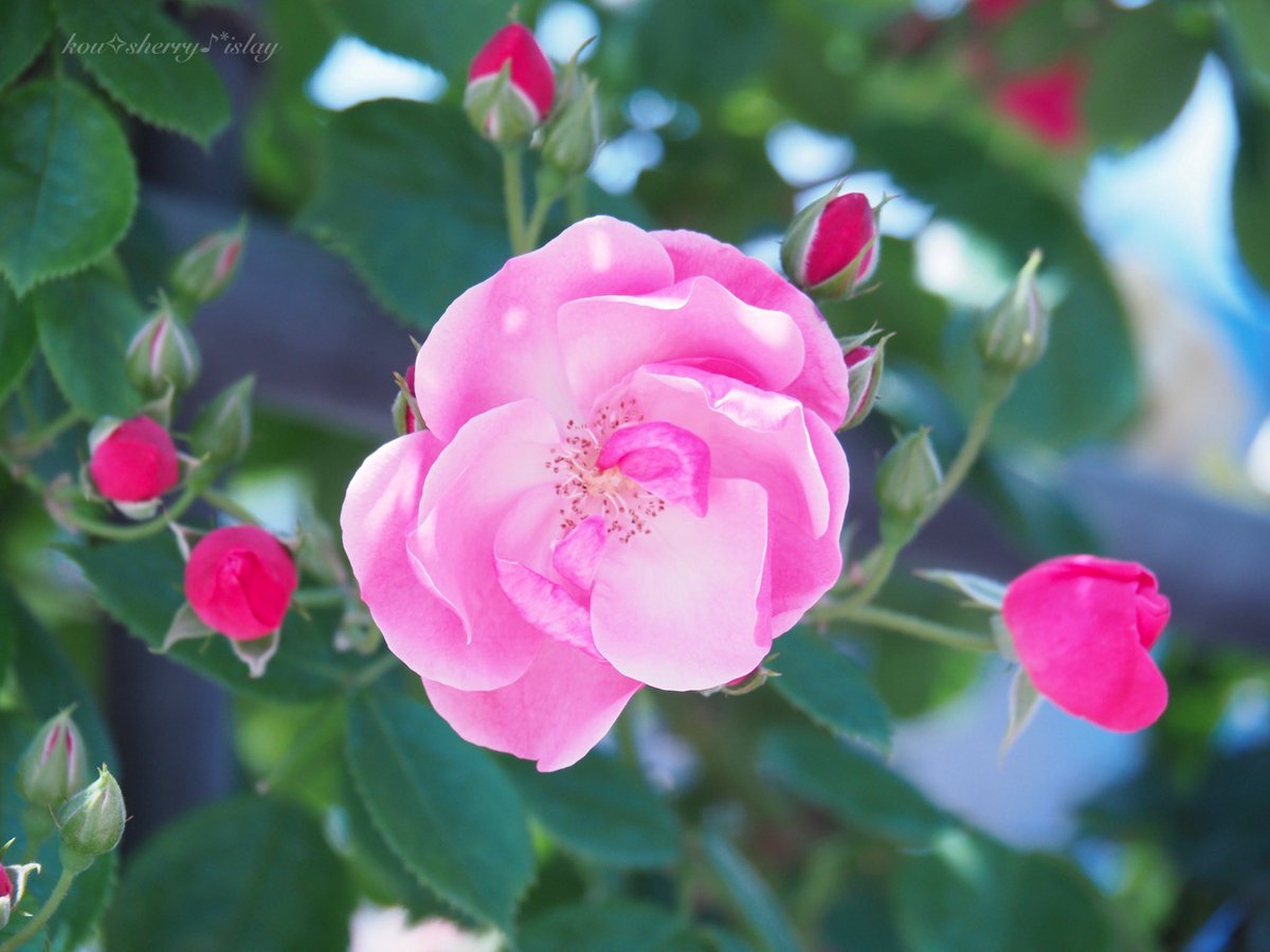 sherry_islay's tweet photo. ✴︎

この手に

添えられた思い

この頬に

寄せられた思い

あなたからもらった

たくさんのぬくもり

幾ら歳を重ねても

ずっと変わらない

今はもう

遠くにいってしまっても

✴︎

#母の日 
#ファインダー越しの私の世界 
#写真で奏でる私の世界 
#キリトリ���カイ 
#バラ #薔薇 
#omoi https://t.co/kH1CsrG6BO