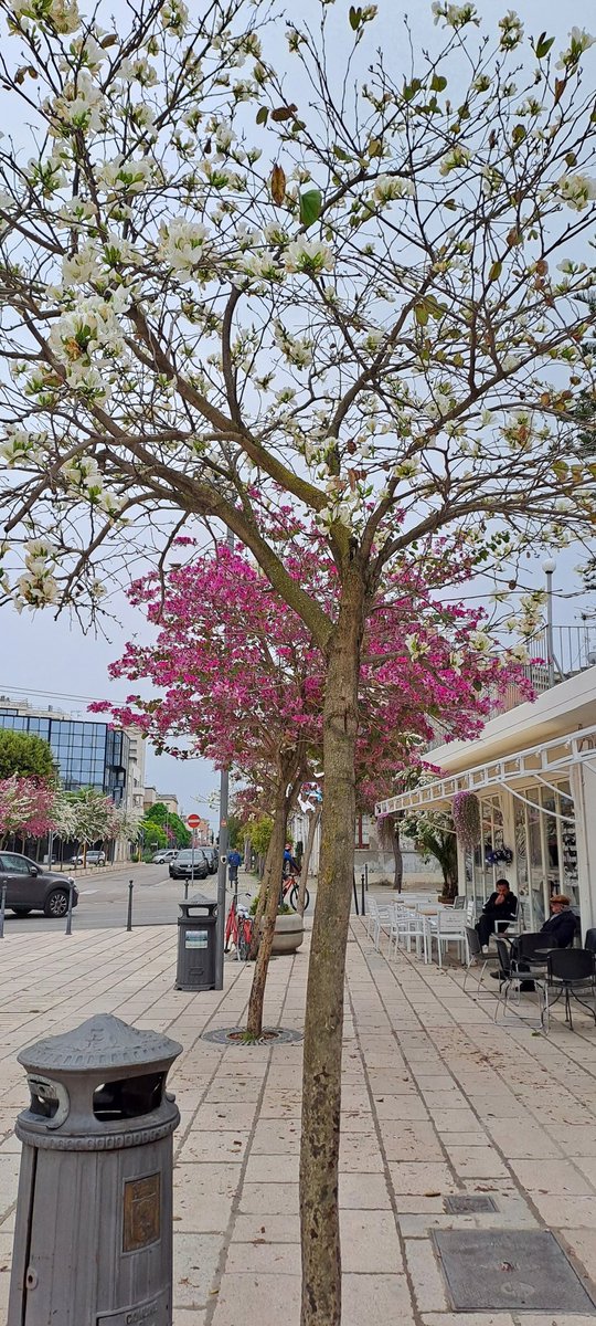 laPattiusca's tweet photo. #springtime a #Lecce  con il cielo bigio
#Puglia #salento https://t.co/fCkJrio9MO