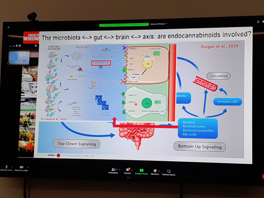 hayattemir's tweet photo. Highlight #2, the @_Acfas congres! We could not be in Montreal in person but thankfully we could follow all the great presentations about #neurometabolism 🧠 online from @INAF_Qc. Thank you @AlexandrCaron for the organisation. https://t.co/qtoIUrpyJR