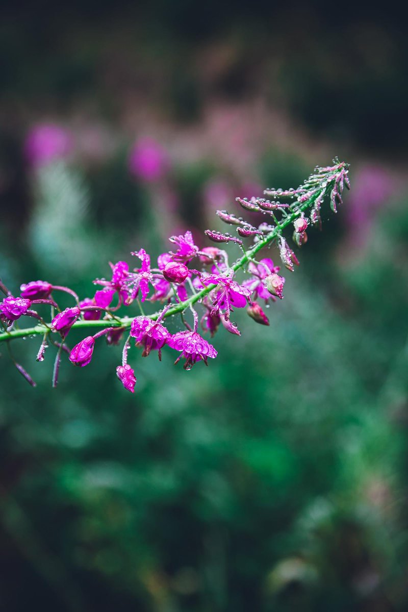 lili_basic's tweet photo. I love rainy days… 🌧️

#rainydays #nature #NatureBeauty #naturelovers #naturephotography #photographylovers https://t.co/FBQN40Cxwb