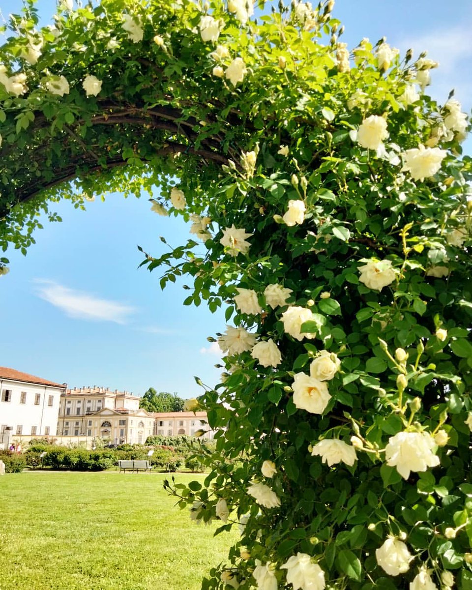 La roseraie de la Villa Reale à Monza est un lieu enchanteur. En ce mois de mai, admirez les fleurs épanouies.

📷 IG monzareale; carmelakarmen

#ilikeitaly