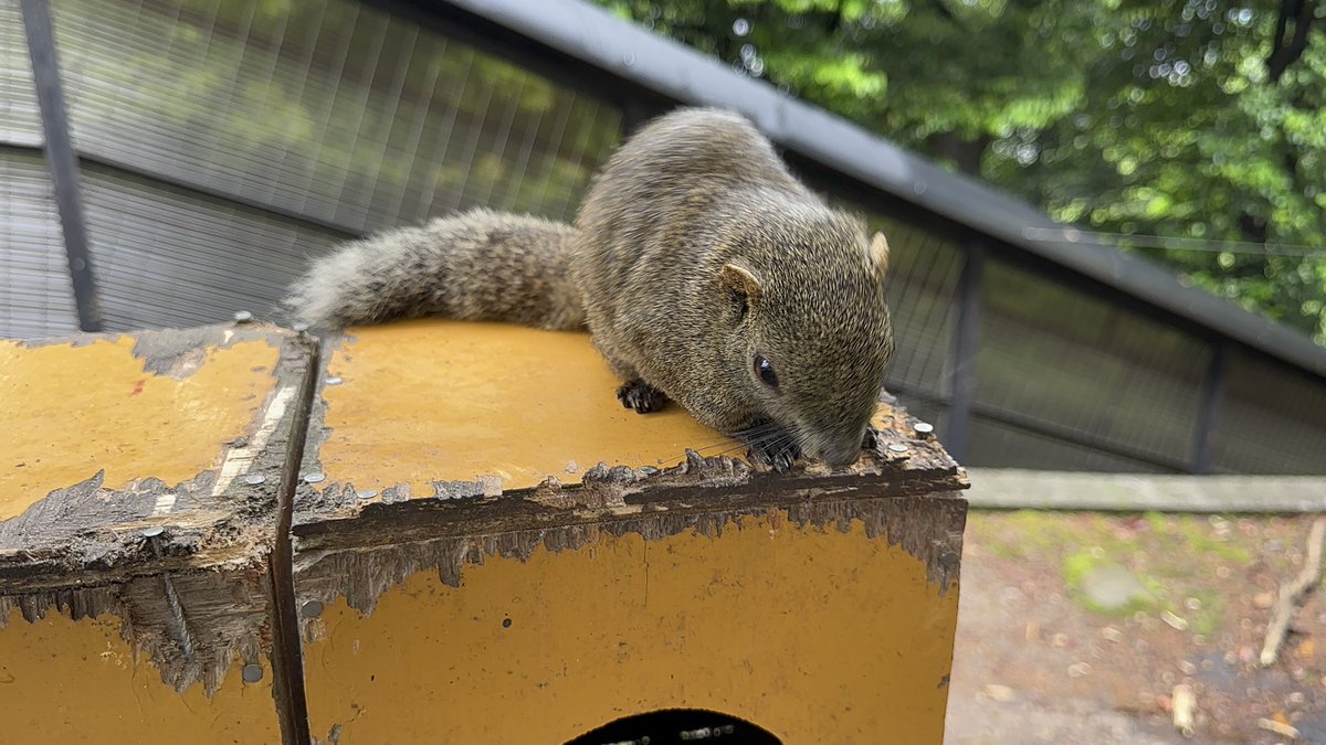 CHCHBOLO's tweet photo. 金華山のリスちゃんかわいいよぉ🐿️🐿️ https://t.co/6fXODn4S0I