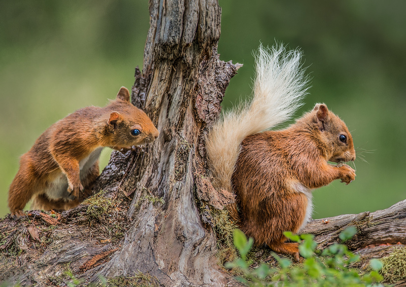 Essex Wildlife Trust tweet media