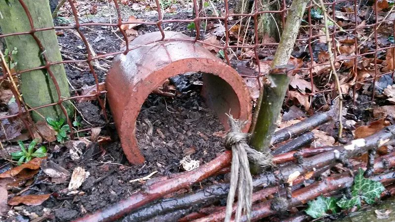 Hedgehog Society tweet media