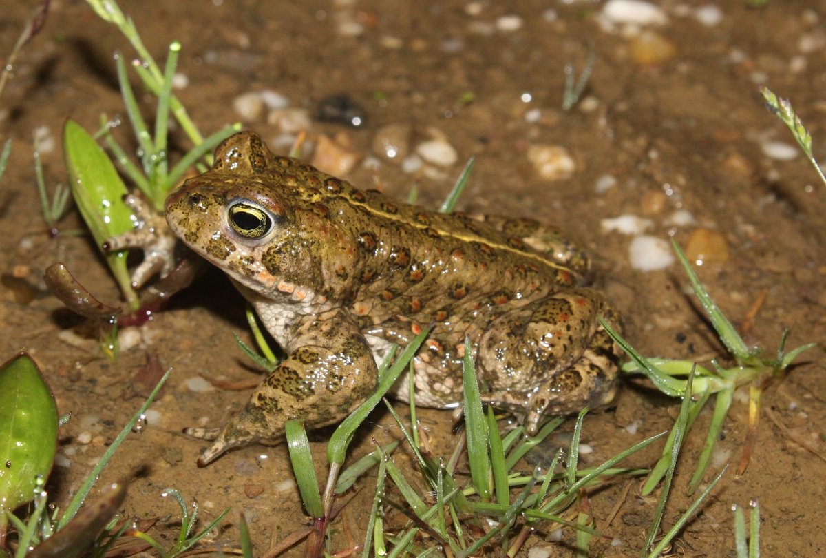 Gestern interessante Exkursion des #NABU #Landesfachausschuss #Amphibien #Reptilien ins #Ruhrgebiet nach #Herne und #Datteln: #Knoblauchkröte und #Kreuzkröte in  Rekultivierungen und #Lippe #Renaturierung.