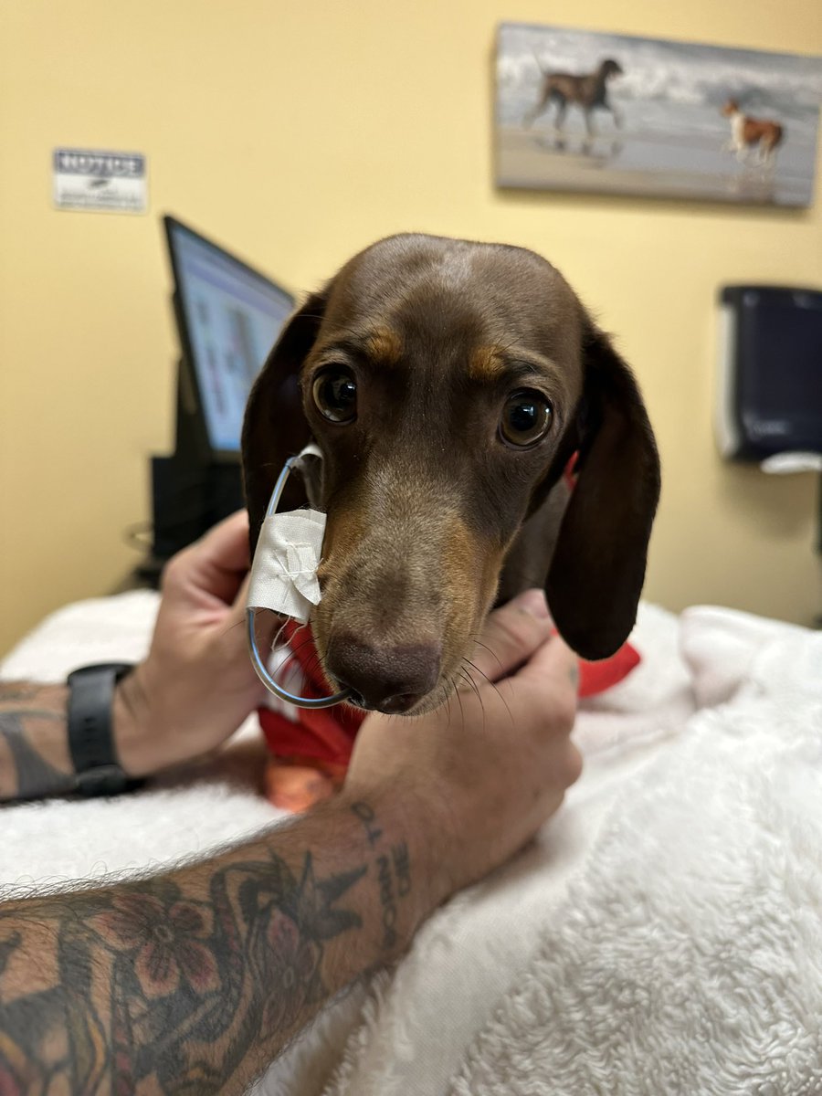 A week ago I lost my sweet Peggy at only 3. As you can imagine it’s been probably the hardest week of my life, unexpected loss is never easy. Some of my most supportive friends have been ones I’ve met through DayZ and Twitch and I could not be more thankful for them ❤️