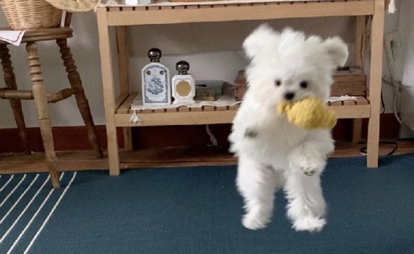 “우리 집 강아지가 뭘 자꾸 물고 폴짝폴짝 날아와요”