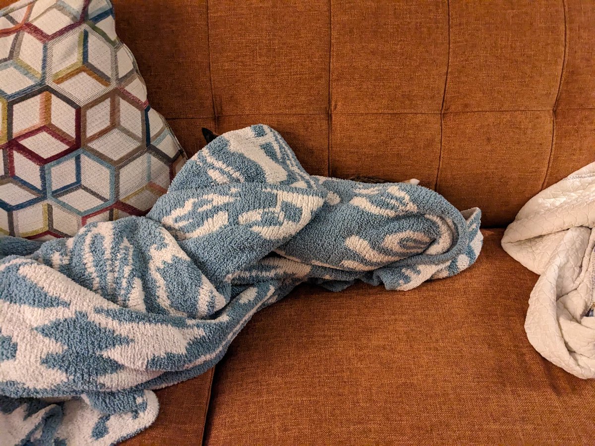 stevepowers's tweet image. If you see this tweet, QT with the most recent photo of your pet. No cheating.