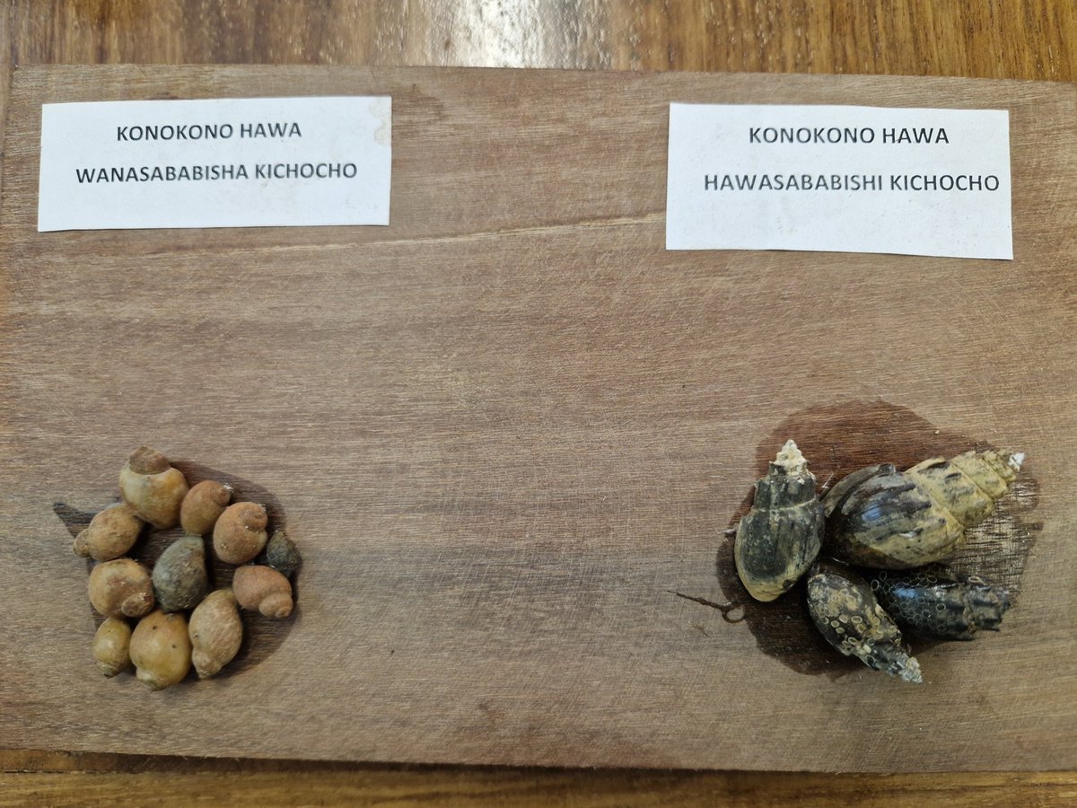 LydiaTrippler's tweet photo. In our #health communication interventions in schools and communities, we use snail boards to show which snails can transmit urogenital #schistosomiasis in #Zanzibar (left) and examples of snails that can not (right) #SchistoBreak project #beatNTDs @IdcPhl @SwissTPH https://t.co/Eis3ZoVst8