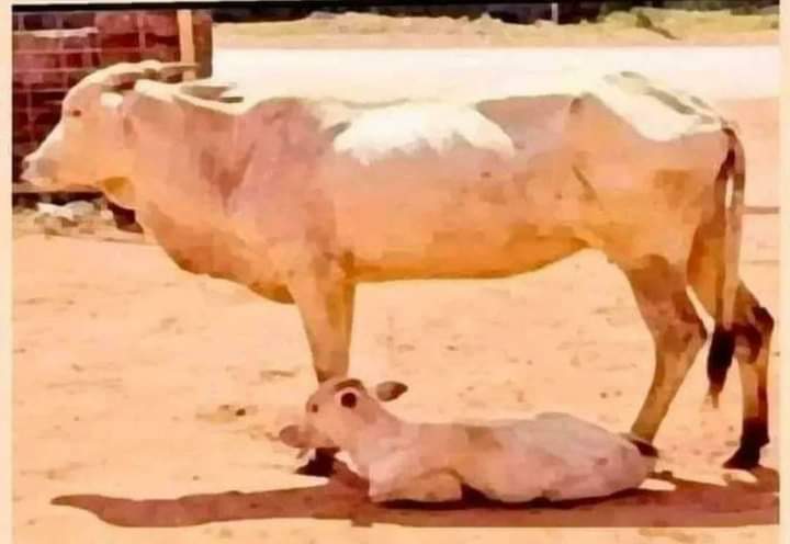 खूंखार से खूंखार, हिंसक मां भी अपने बच्चो के लिए दया और करुणा से भर जाती है
जबकि
सीधी भोली, दया और करुणा से भरी हुई मां भी अपने बच्चो की रक्षा के लिए क्रूर और हिंसक बन सकती है
ये सिर्फ #मातृत्व की शक्ति है ।।
#मातृ_दिवस 🙏