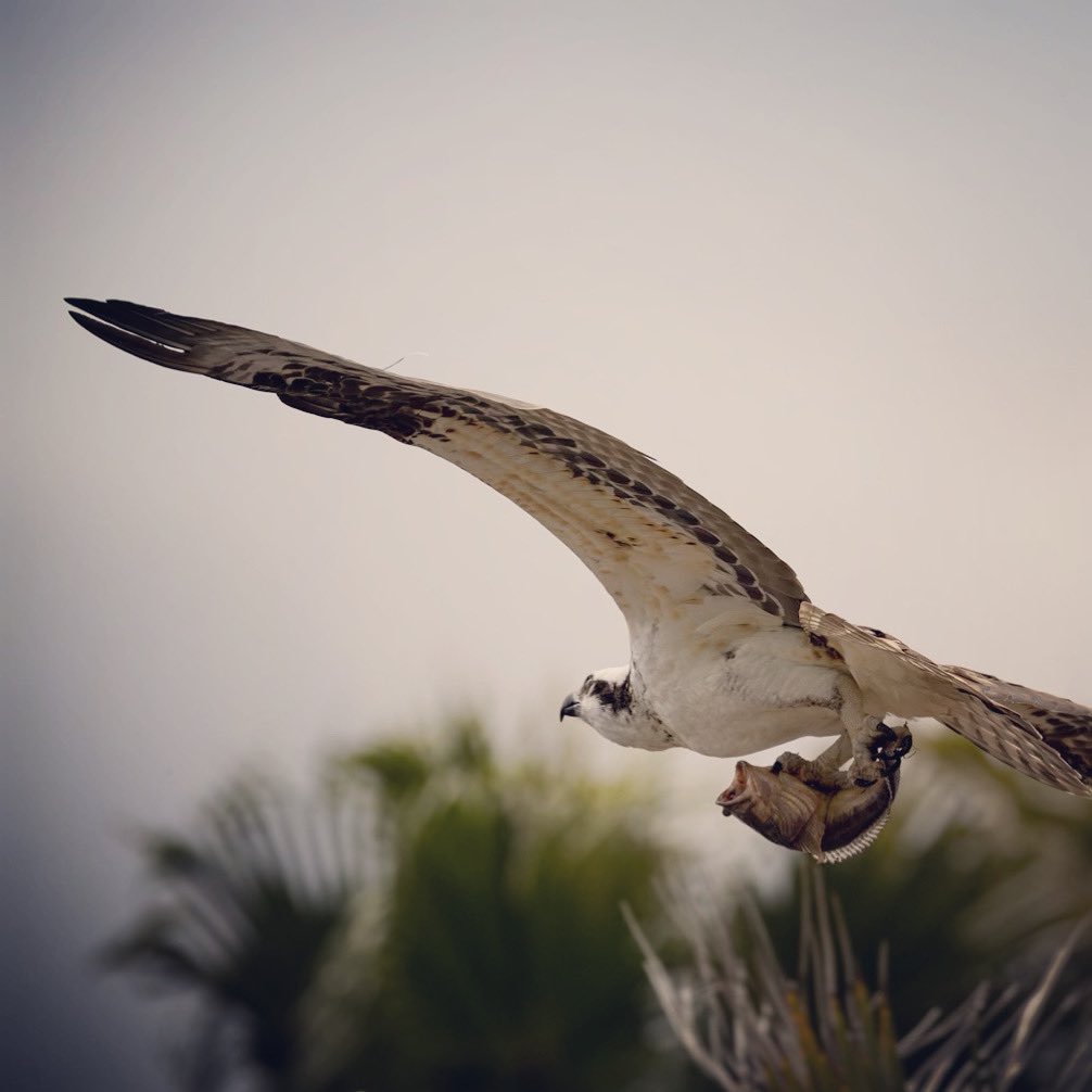 azercloud's tweet photo. Osprey fishing off Shelter Island, San Diego https://t.co/r1r0CsxQuQ