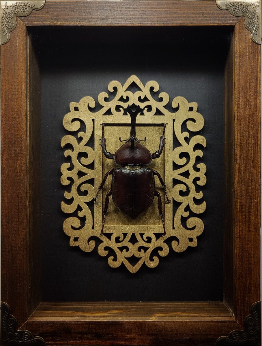 DeadLeafdesign1's tweet photo. @BobbyDukeArts I mounted and framed one of these beetles recently! They're one of my favorite rhinoceros beetles too. https://t.co/8tkEq6Jq10