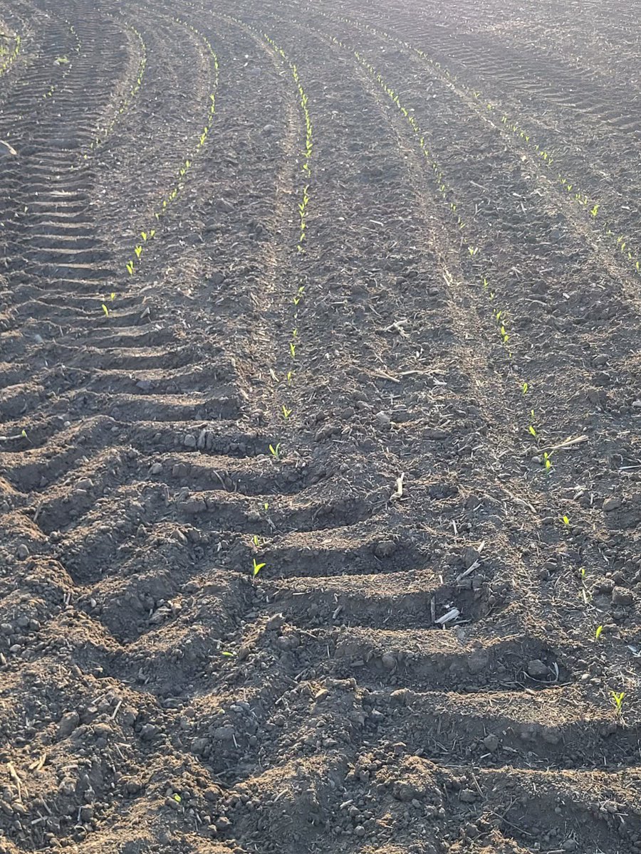 risrockag's tweet photo. “Watchin’ Pioneer corn pop up in rows” https://t.co/YhwRFLhGmz