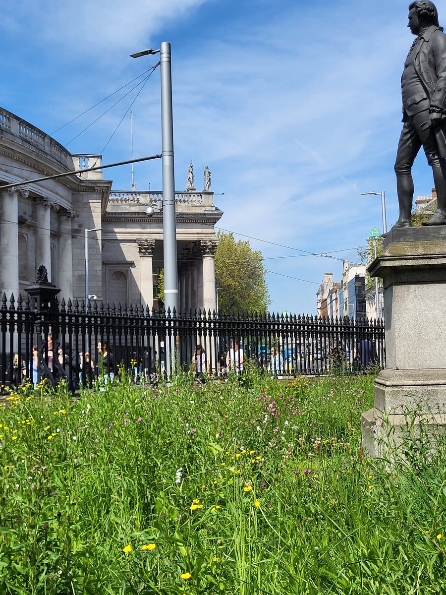 The way @tcddublin have let the lawns at the front of the college go wild is just so brilliant. It's a brave, in-your-face conversation starter, questioning deep-set, long-unchallenged ideas about land, and the need for constant human dominance and control.