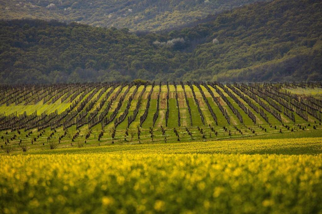 Lassan elvirágzik az összes mustár és jöhet a ketchup virágzása 😀😀

balassabor.hu

#tokajhegyalja #tokajwine #tokaj #tokajwineregion #tokaji #tokajiborvidék #tokajiborvidek #tokajiwine #tokajiaszu #tokajibor #tokajvineyards #tokajiaszú #fur… instagr.am/p/CsNfckzIFhb/