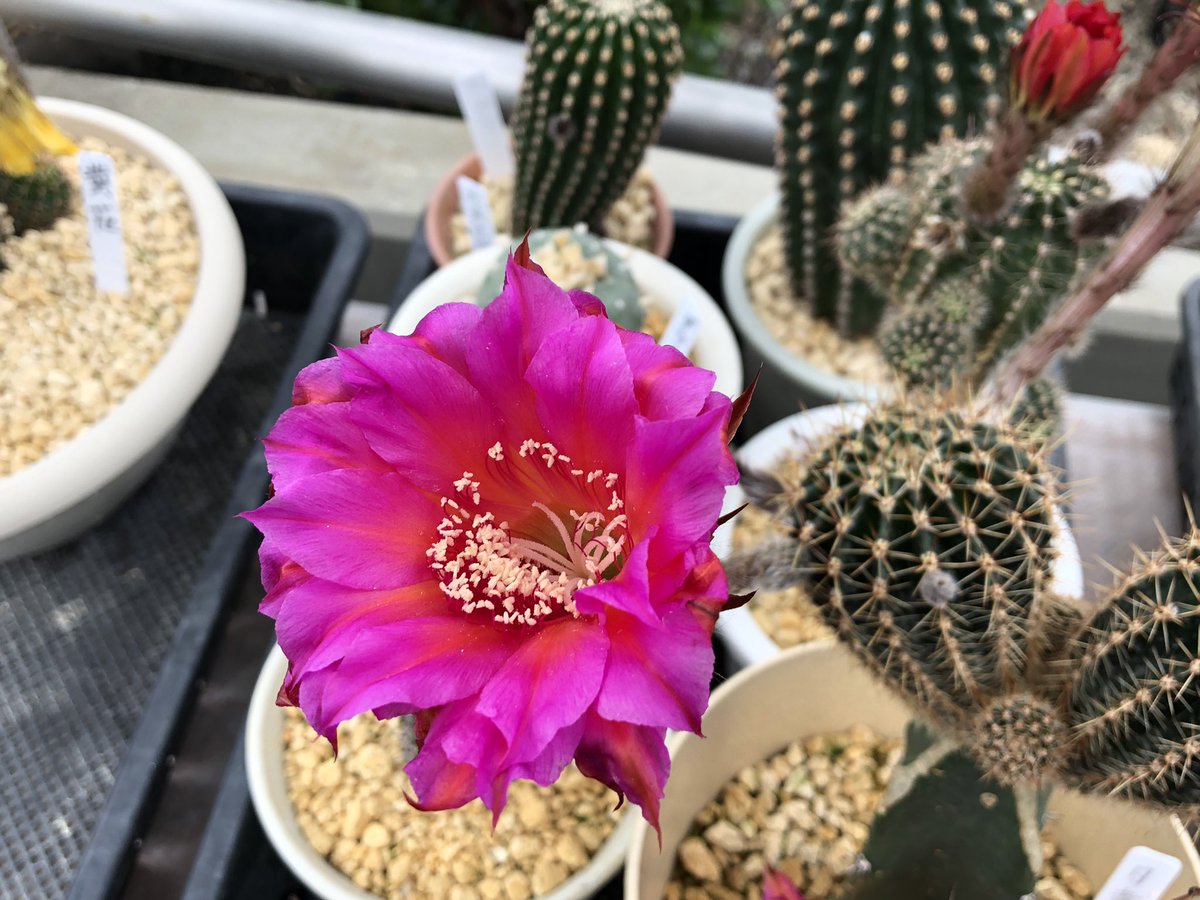 サボテン園 #花サボテン 展示会開催中 般若 #ハンニャ の花 黄色