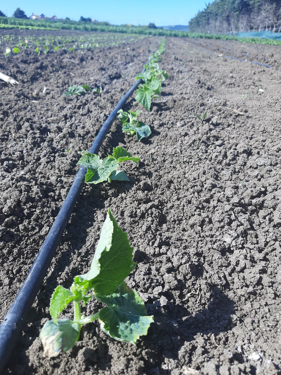 Verdiğiniz tohumları yeşerttik başkanım. 
Sıra ülkeyi yeşillendirmede.. 🌿 <a href="/ekrem_imamoglu/">Ekrem İmamoğlu</a>