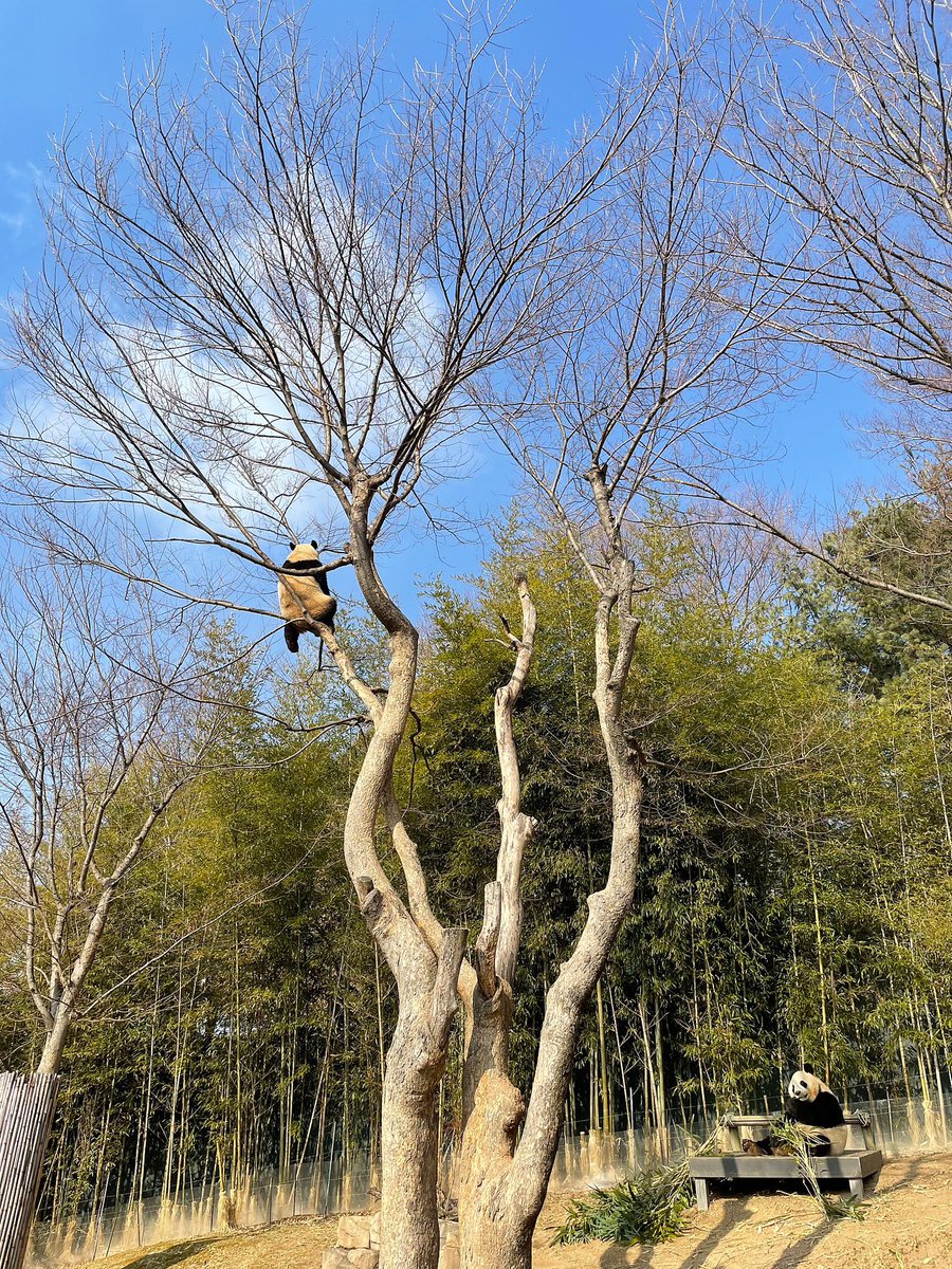 핀바오 tweet media