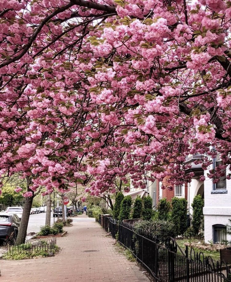 Capitol Hill, Washington, D.C., United States    
📷: David Santori
 #UnitedStates 🇺🇸 #Washington  #Massachusetts #NewYorkCity #CapitolHill  #Manhattan #Virginia #spring #traveling #travelphotography #Maryland #georgetownDC #Blossom #cherylblossom