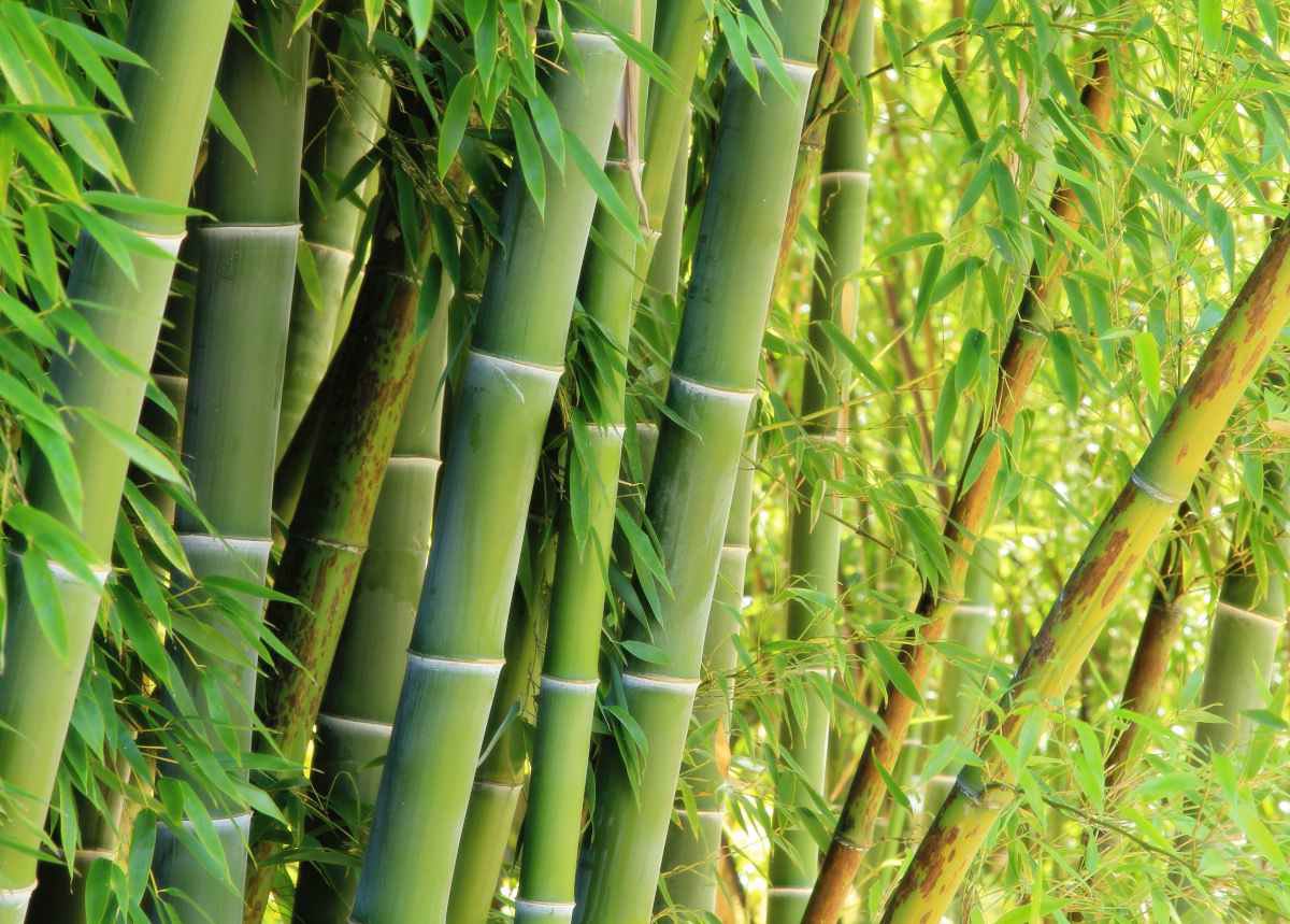 abetteryou_mark's tweet photo. Natural fibres are the best for active baselayers - little known one is bamboo, totally sustainable and doesn’t get funky
#Mensfashion #sustainable #activewear https://t.co/OzCeHWLIdf