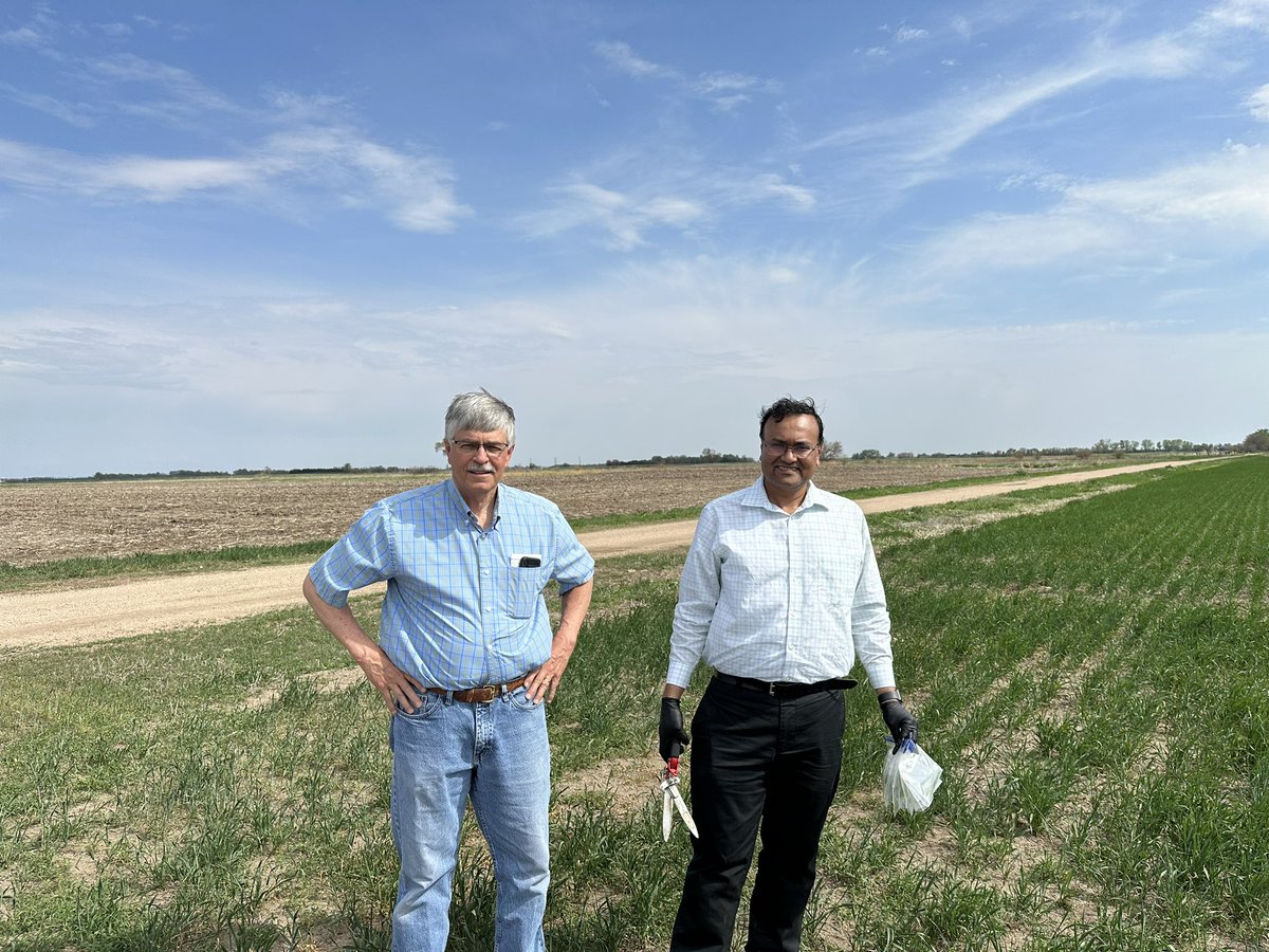 Beginning 2023 sampling for wheat and barley viruses.