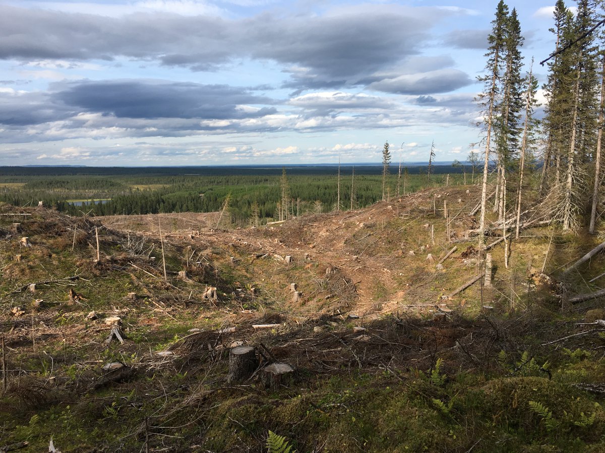 skyddaskogen's tweet photo. Förutom det självklara att all mänsklig verksamhet måste hålla sig inom ekosystemets gränser, hotas livsviktiga ekosystemtjänster av dagens ohållbara skogsbruk. Förlusten av ekosystemtjänster kostar våra samhällen stora värden årligen; https://t.co/xLGzpEeCpB……  #skyddaskogen https://t.co/MGGJrAC0aR