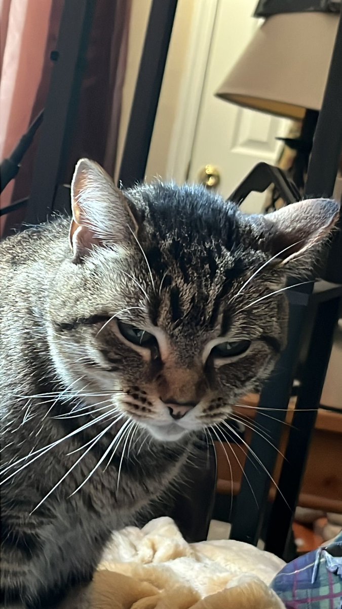 shirly_bran's tweet photo. Baby Sasha 😻 https://t.co/TstBHMDsGN
