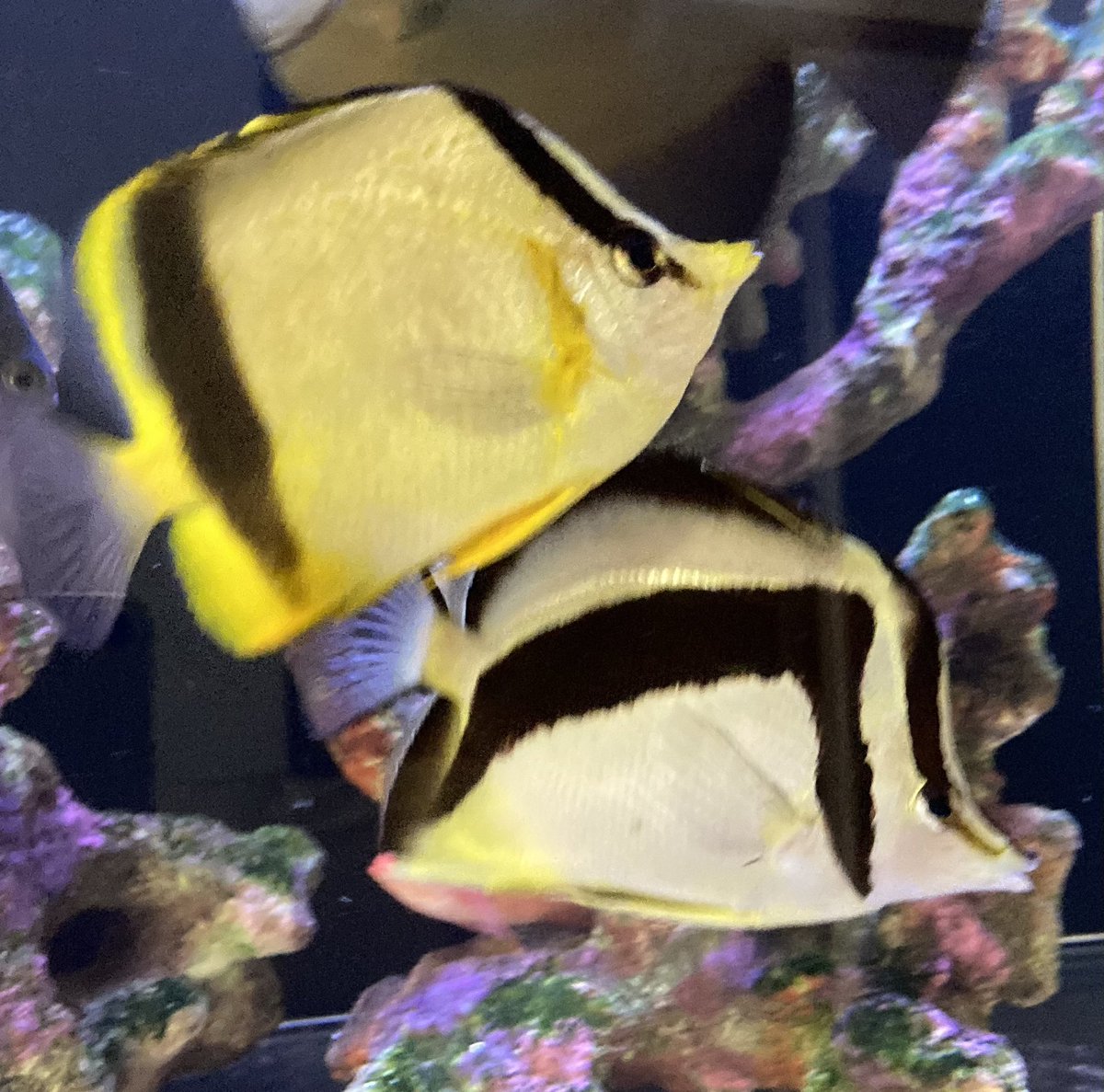 basabei's tweet image. マルセラBF   今月で飼育17年、
来月から18年目になります。
ずいぶんデカくなりました。