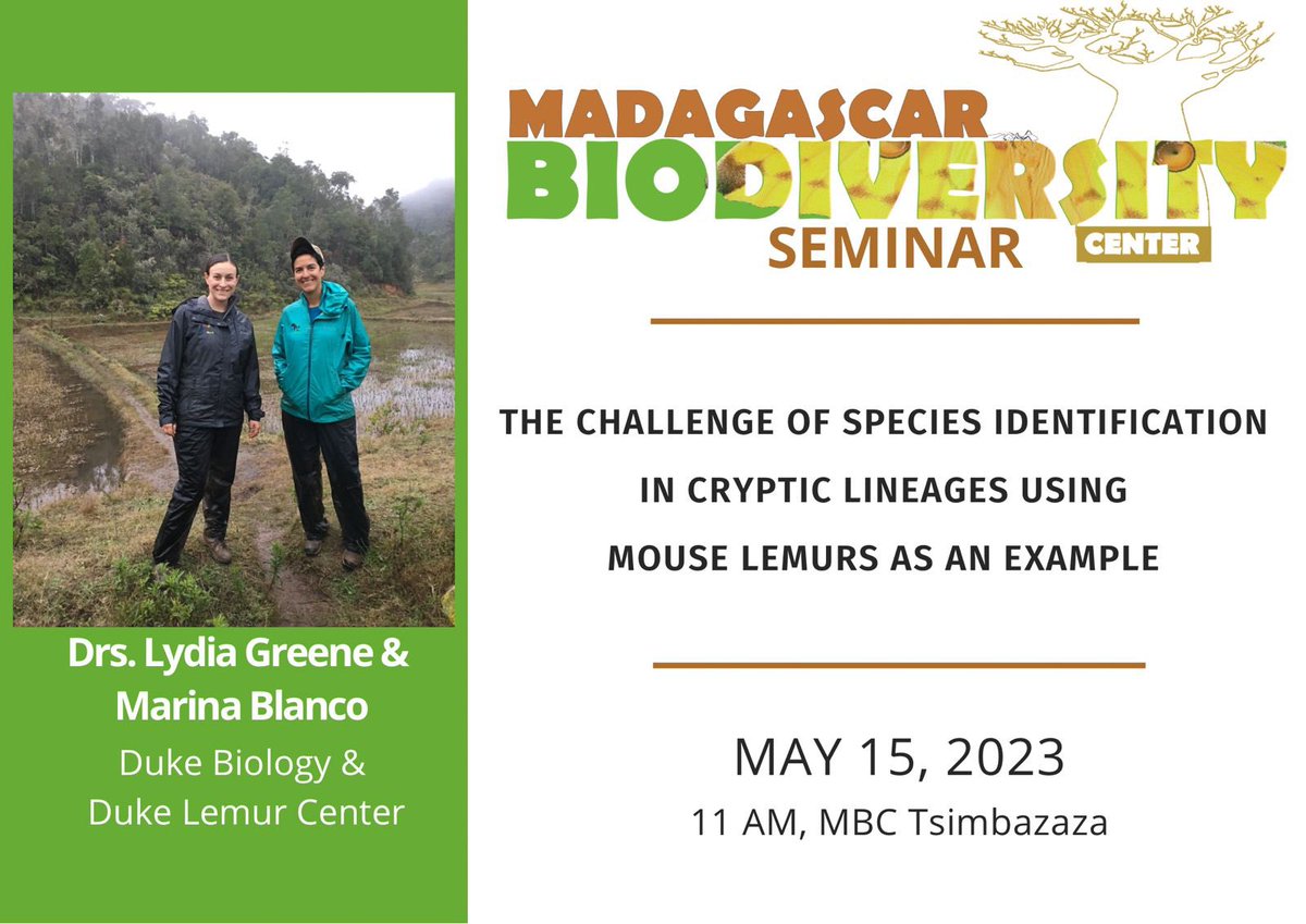 Madagascar Biodiversity Center (@mbc_madagascar) on Twitter photo 👉 Spotlight on the cutest lemurs at our next seminar with Dr. Marina Blanco and Dr. Lydia Greene from <a href="/DukeLemurCenter/">Duke Lemur Center</a>
📆Monday, May 15th⏱️ 11AM
📌 MBC Tsimbazaza
Zoom link: uwmadison.zoom.us/j/96651580642 👉 Spotlight on the cutest lemurs at our next seminar with Dr. Marina Blanco and Dr. Lydia Greene from <a href="/DukeLemurCenter/">Duke Lemur Center</a>
📆Monday, May 15th⏱️ 11AM
📌 MBC Tsimbazaza
Zoom link: uwmadison.zoom.us/j/96651580642
