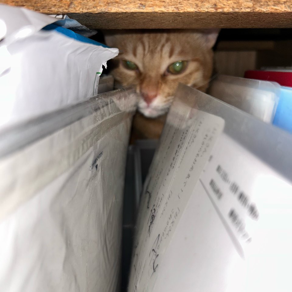 ECjoytw's tweet photo. 我が家の猫達のお気に入りの場所はなんかヘン…(*ΦωΦ)ｱﾊｧ…♥なとこばかりです😽サキはタブレット上ヤンは引き出しの中パトは机の中ニャ  #猫のいる暮らし  #猫好きさんと繋がりがりたい https://t.co/LGvddtVl7U