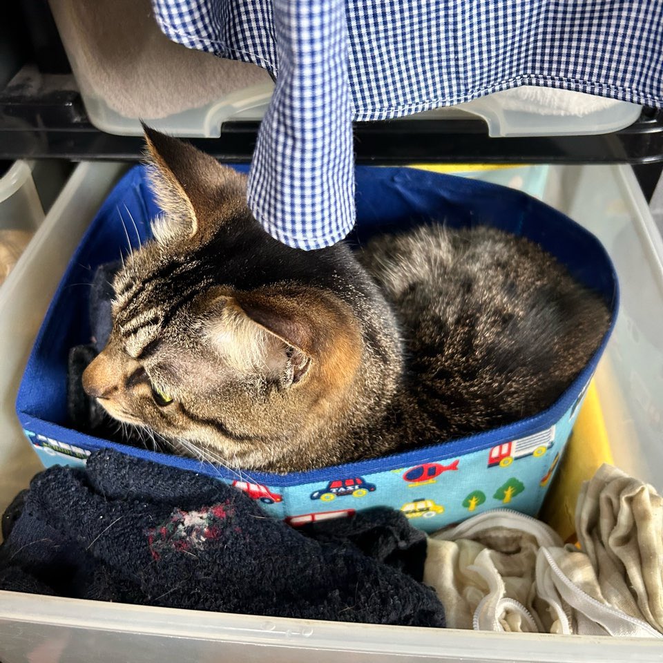 ECjoytw's tweet photo. 我が家の猫達のお気に入りの場所はなんかヘン…(*ΦωΦ)ｱﾊｧ…♥なとこばかりです😽サキはタブレット上ヤンは引き出しの中パトは机の中ニャ  #猫のいる暮らし  #猫好きさんと繋がりがりたい https://t.co/LGvddtVl7U