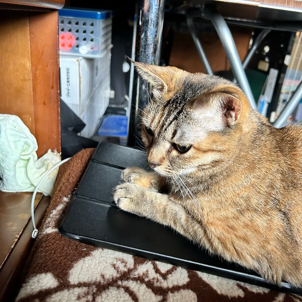 ECjoytw's tweet photo. 我が家の猫達のお気に入りの場所はなんかヘン…(*ΦωΦ)ｱﾊｧ…♥なとこばかりです😽サキはタブレット上ヤンは引き出しの中パトは机の中ニャ  #猫のいる暮らし  #猫好きさんと繋がりがりたい https://t.co/LGvddtVl7U