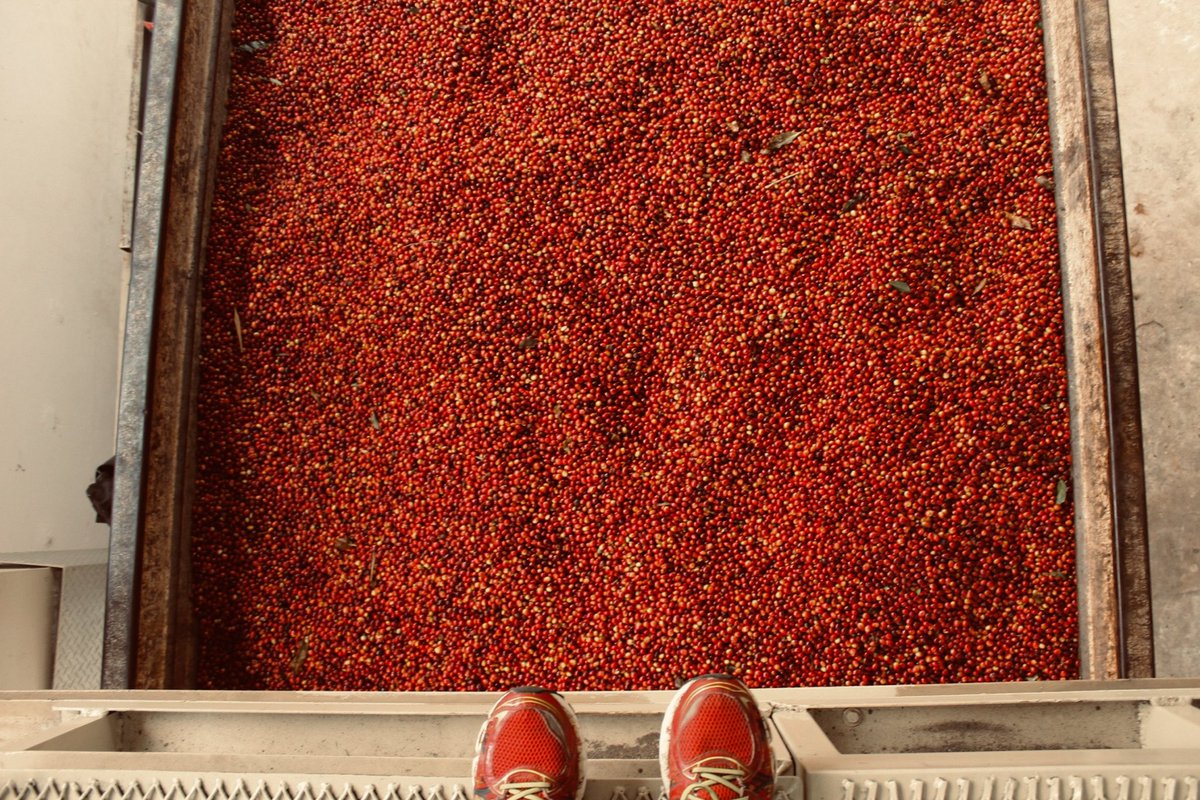 JLAndradeG's tweet photo. @GabbyPJ73 Fruta madura de café #Cosautlán #Cosautlan https://t.co/x5NmPabGDi