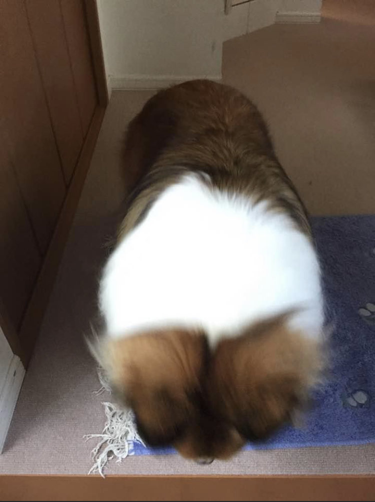 karmann_m's tweet photo. 一日乗り遅れました。
ワンコさんごめんなさいです。

#愛犬の日 https://t.co/l5WZYDGkAf