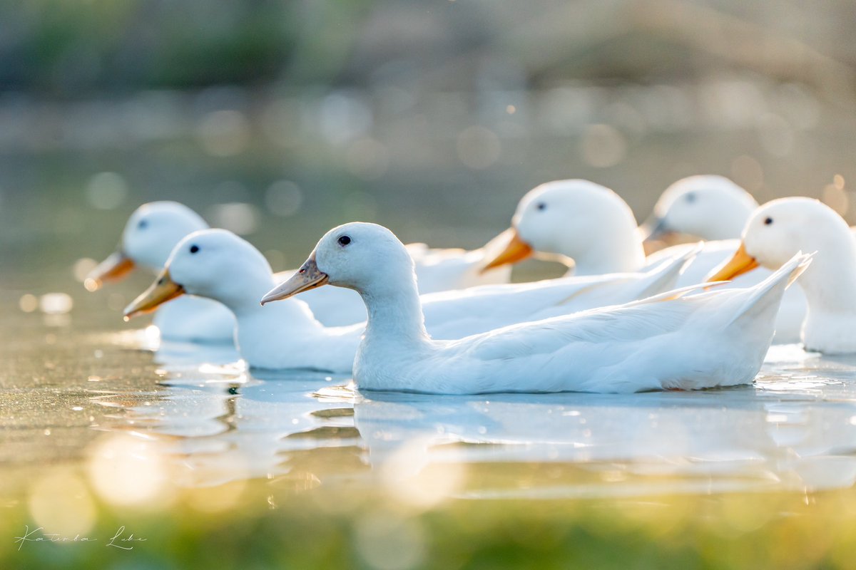 katembaluke's tweet photo. Duck tales 😊

#wildlife #nature #sonyalpha #ducks #wildlifephotos https://t.co/tyieAs1Izk