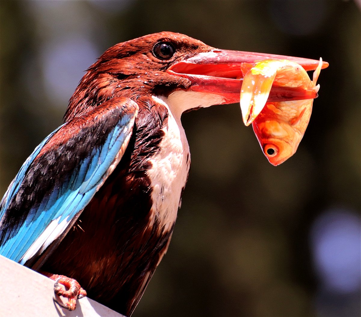 AlperJulian's tweet photo. #wildlifephotography #naturephotography #kingfisher #natureofisrael #israel #photography #photooftheday #birds #birdphotography #telaviv #wildlife #birdwatching  

White-throated kingfisher https://t.co/rSDxYAH6Pb