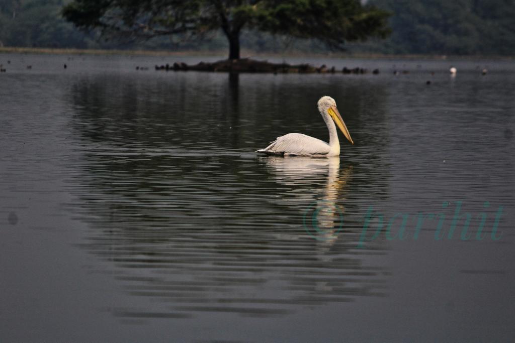 Sunday mood #IndiAves #TwitterNaturePhotography #Twitternaturecommunity #gujarattourism #earlybird #naturefirst #birdphotography #migratorybirds