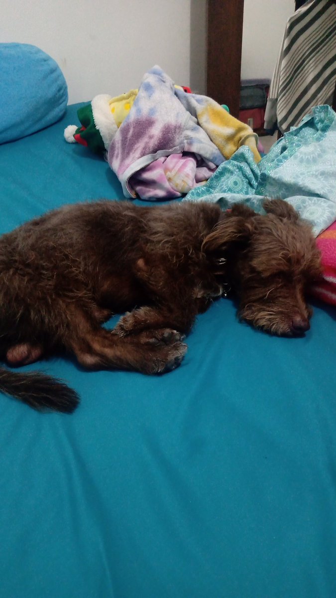 brecruna's tweet photo. El bebé fue a jugar a casa de sus abuelos con Dexter y regresó directo a dormir 😂 https://t.co/tY7eqy4wun