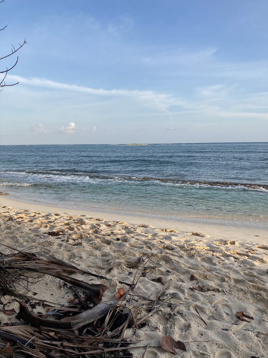 La nueva oficina
The new office 🌴🐢