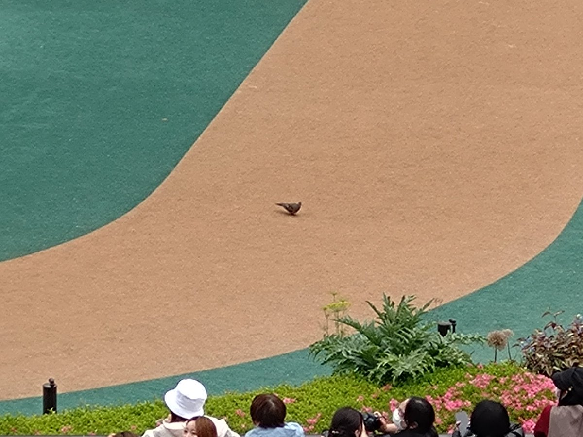 あねそ tweet media