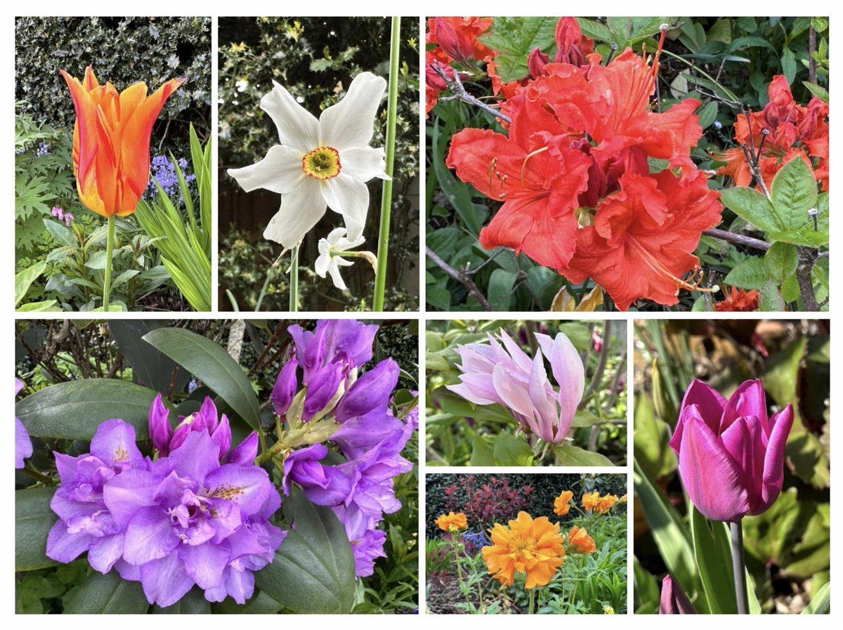 Hope you are all having a lovely weekend #SevenOnSunday
🌿🧡🤍🌺💜🌸🌿
#GardeningTwitter #Flowers #SpringGarden