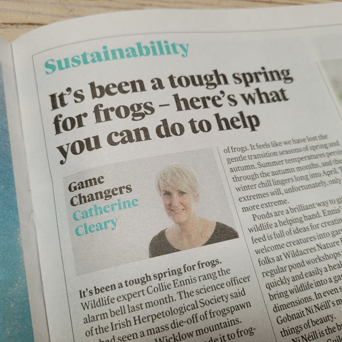 GrassrootsGuild's tweet image. Thanks to Catherine Cleary for drawing attention to Collie Ennis' recent discovery of frogspawn losses in Wicklow, and featuring our #minipond kits and workshops.
#minipondkits #minipond #biodiversitysupports #communityaction #habitatloss #habitatcreation #naturerestoration