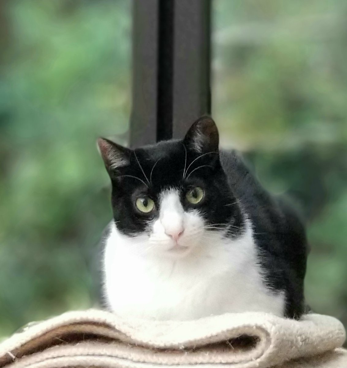ThiranWill's tweet photo. ハッチィ2歳になったね。
ちっちゃい時、雨の夜この扉の向こう側に突如姿を現したんだよね。
具合も悪かったのに、お外でよく頑張ったね。
偉かったね。
これからも元気に��ごせますように🍀 https://t.co/JfWRVmrc6m