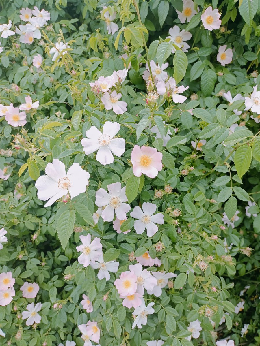 Anneler günü kutlu olsun