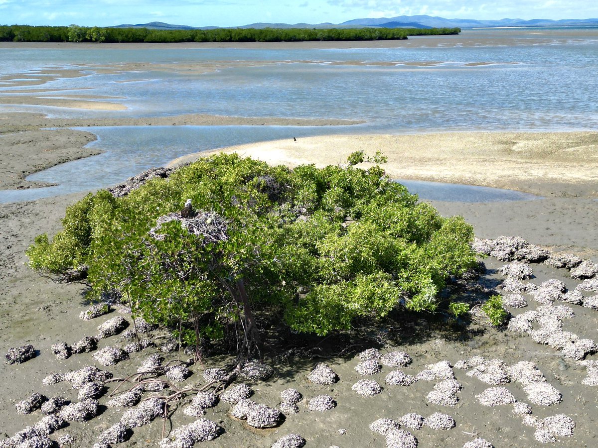 The greater Gladstone region is such a special part of the world. Another trip done and dusted and another tropical oyster reef found (growing on soft sediment, not rock!). @ozfishunlimited