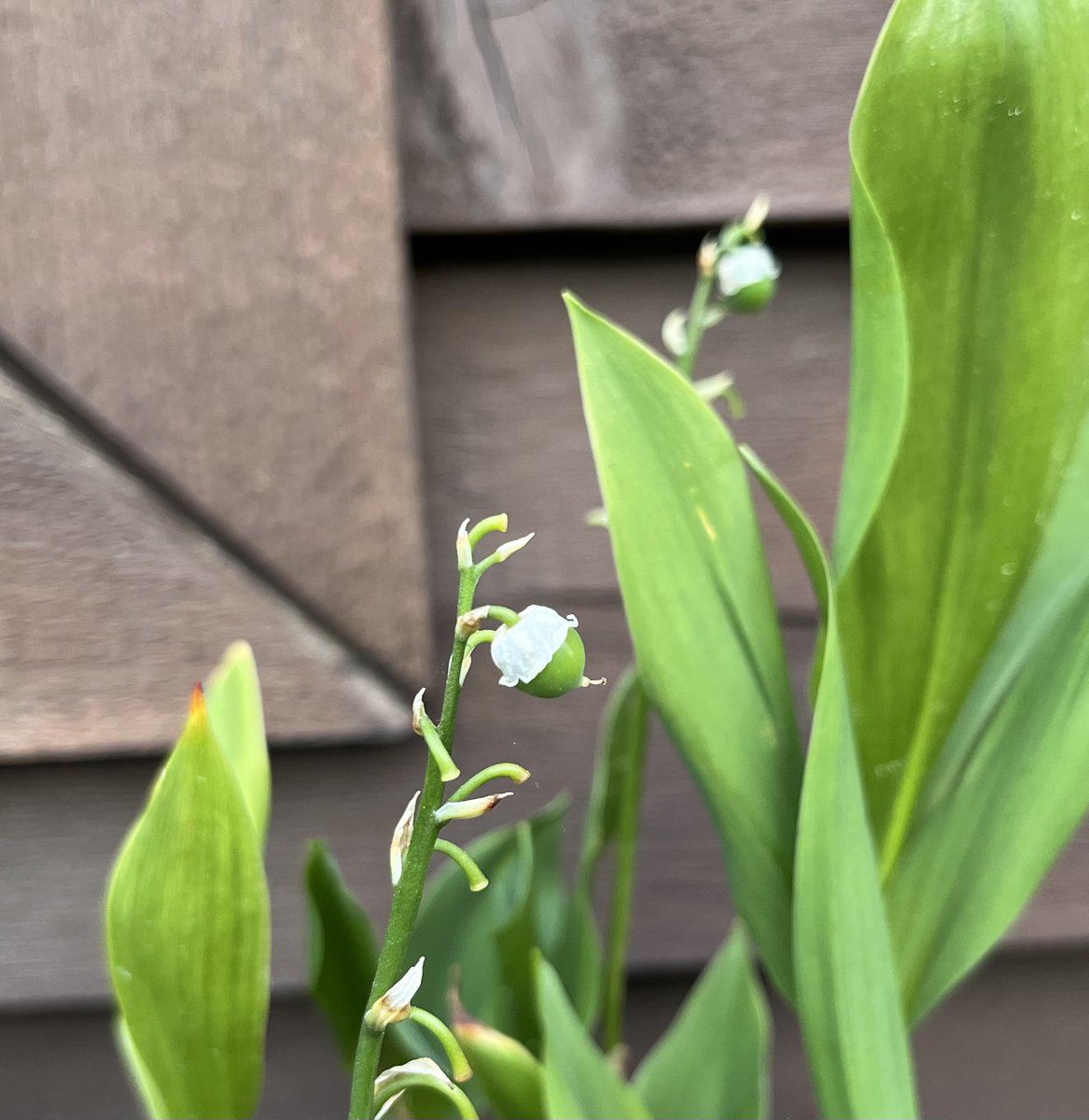 씨앗을 맺은 은방울꽃은 이렇게 귀여운 보닛을 쓰고 있다는 사실 알고 계셨나요🥹