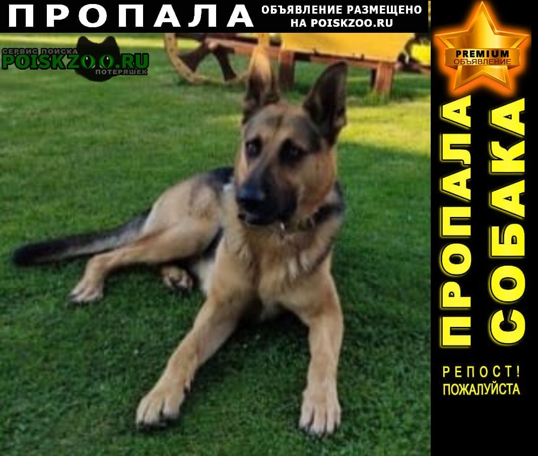 POISKZOO.RU™ on Twitter: \"!!! ПРОПАЛА СОБАКА КОБЕЛЬ НЕМ. ОВЧАРКА ...